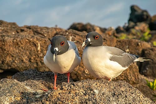 Ecuador-Galapagos National Park-Genovesa Island. Swallow-tailed gull pair close-up. Art Print